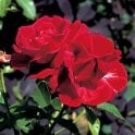 Frensham Bare Root Rose