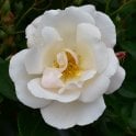 Friendship Of Strangers Potted Rose
