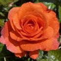 For You With Love Potted Rose