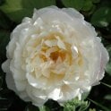 Gruss An Aachen Potted Rose