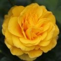 Guardian Angel Potted Rose