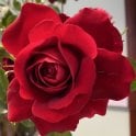 Grand Award Bare Root Rose