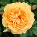Golden Beauty Potted Rose