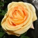 Global Beauty Potted Rose