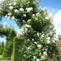 Guirlande D'Amour Potted Rose