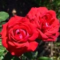 Glad Tidings Potted Rose