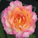 Gorgeous Potted Rose