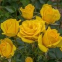 Grandma's Rose Potted Rose