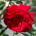 Gruss An Teplitz Potted Rose