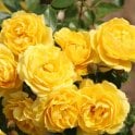 Golden Wishes Potted Rose
