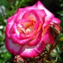 Handel Potted Rose