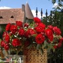 Hommage A Barbara Potted Rose