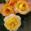 Henri Delbard Potted Rose