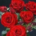 High Flier Potted Rose