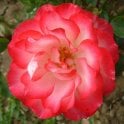Hannah Gordon Bare Root Rose