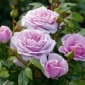 Hopes And Dreams Potted Rose