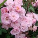Heavenly Pink Potted Rose