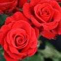 Happy Ruby Wedding (Bush) Potted Rose
