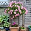 Bonica (Half Standard) Potted Rose