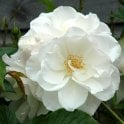 Iceberg (Half Standard) Potted Rose