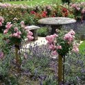 The Fairy (Half Standard) Potted Rose