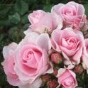 Happy Silver Wedding Potted Rose