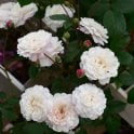 White Pet (Half Standard Rose) Potted Rose
