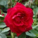 Hunter Bare Root Rose