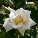 Ilse Krohn Superior Bare Root Rose