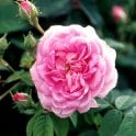 Ispahan Potted Rose