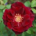 Joan Beales Bare Root Rose
