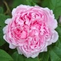 Jacques Cartier Potted Rose
