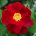 James Mason Potted Rose