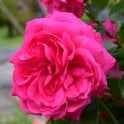 Karlsruhe Potted Rose