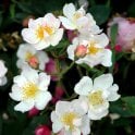Kathleen Bare Root Rose