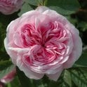 Konigin Von Danemark Potted Rose