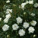 Kent (Bush) Potted Rose