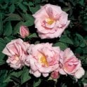 Kathleen Harrop Potted Rose