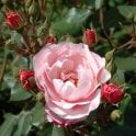 Kitty's Rose Potted Rose
