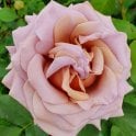 Koko Loko Potted Rose