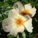 Keith Maughan Potted Rose
