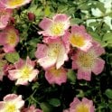 Kew Rambler Potted Rose