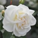 Little Angel Potted Rose
