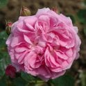 Lavender Lassie Potted Rose