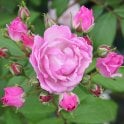 Lilac Bouquet Potted Rose