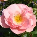 Loyal Companion Potted Rose