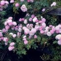 Laure Davoust Bare Root Rose