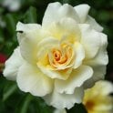 Leverkusen Potted Rose