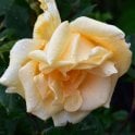 Lady Hillingdon (Bush) Bare Root Rose