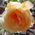 Lady Hillingdon (Climber) Potted Rose
